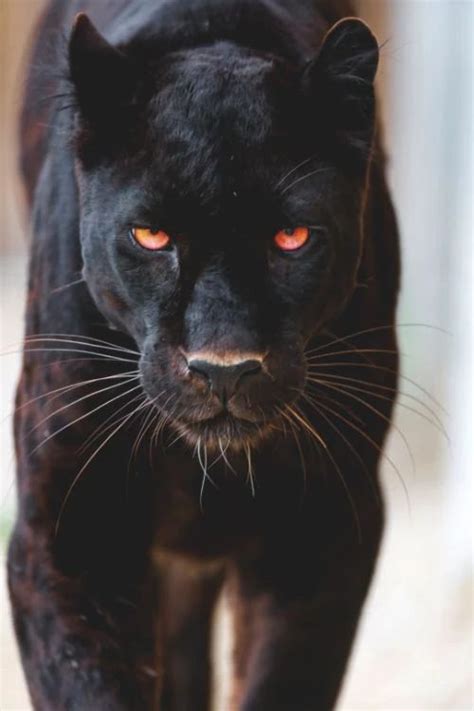 Jaguar hayvan
